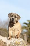 CANE CORSO 371
